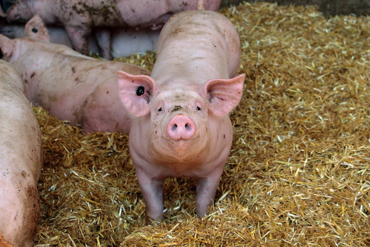 Überlebensvorsorge oder Schweine verstehen nicht, was Winter ist