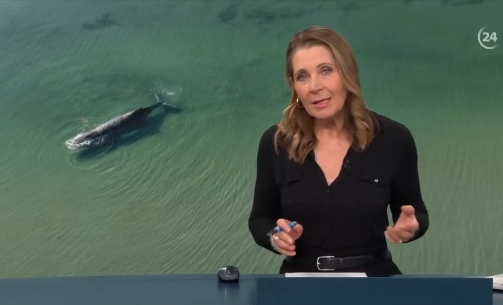 Ein Land im Stillstand besorgt um rührselige Wal-Rettung